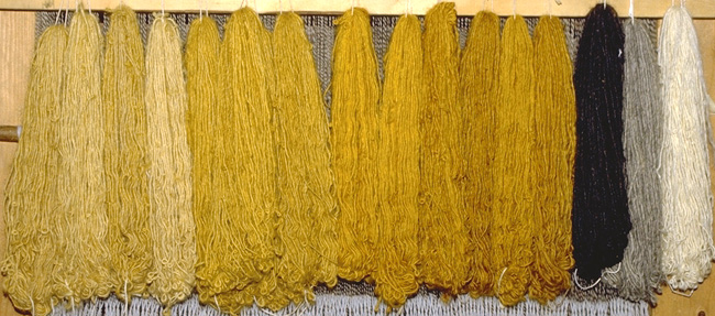 Yellow and gold dyed Lincoln yarn