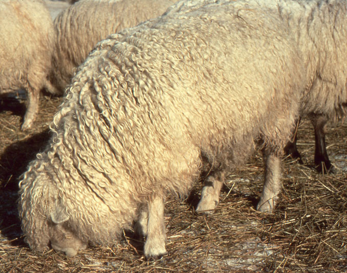 White Lincoln Sheep